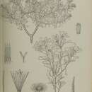 Sivun Pulicaria stephanocarpa Balf. fil. kuva