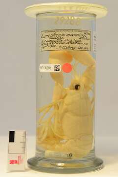 Image of Eunephrops Smith 1885