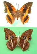 Charaxes cynthia Butler 1865 resmi