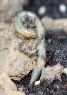 Image of White worm