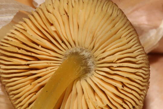 Image of Pluteus romellii (Britzelm.) Sacc. 1895