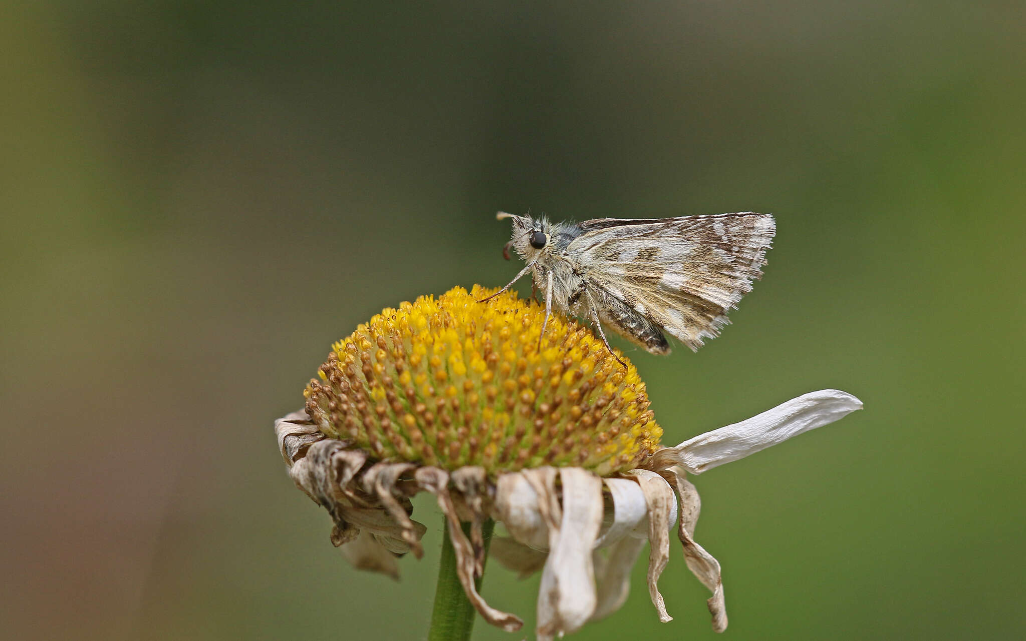 Image of Carline Skipper