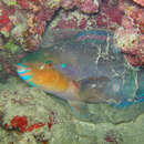 Image of Striped Parrotfish