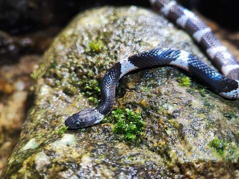 Image of Lycodon truongi