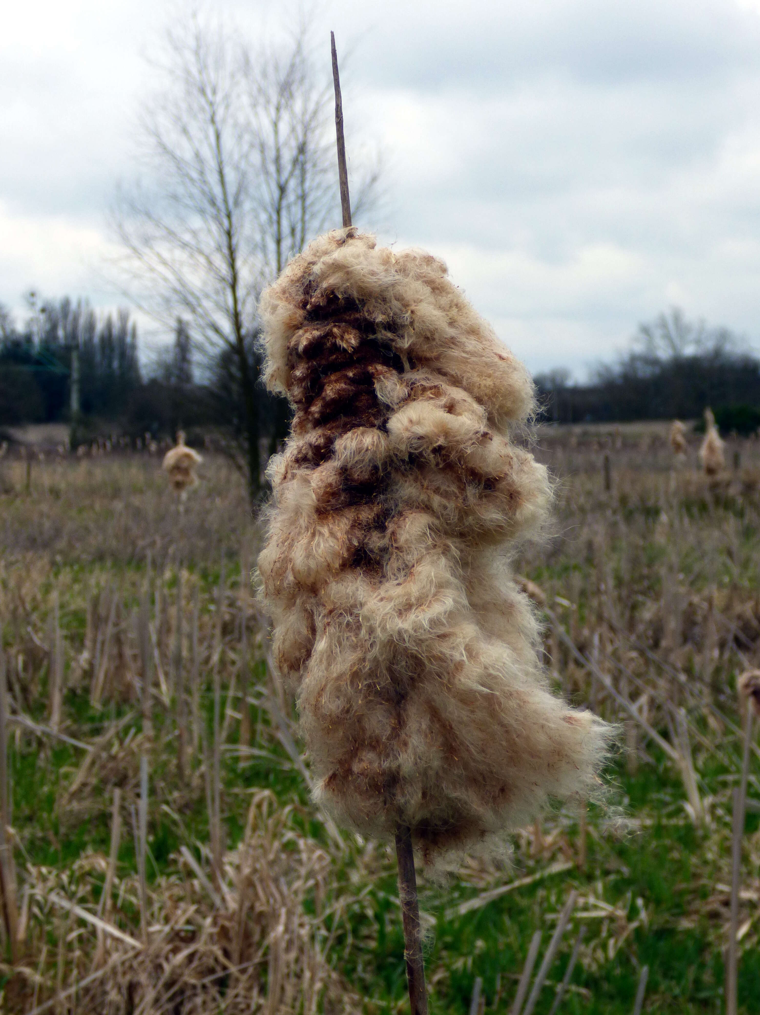 Image of broadleaf cattail