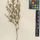 Imagem de Acacia ancistrophylla C. R. P. Andrews