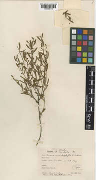 Image de Acacia ancistrophylla C. R. P. Andrews