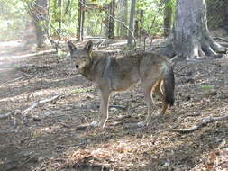 Image of Red wolf