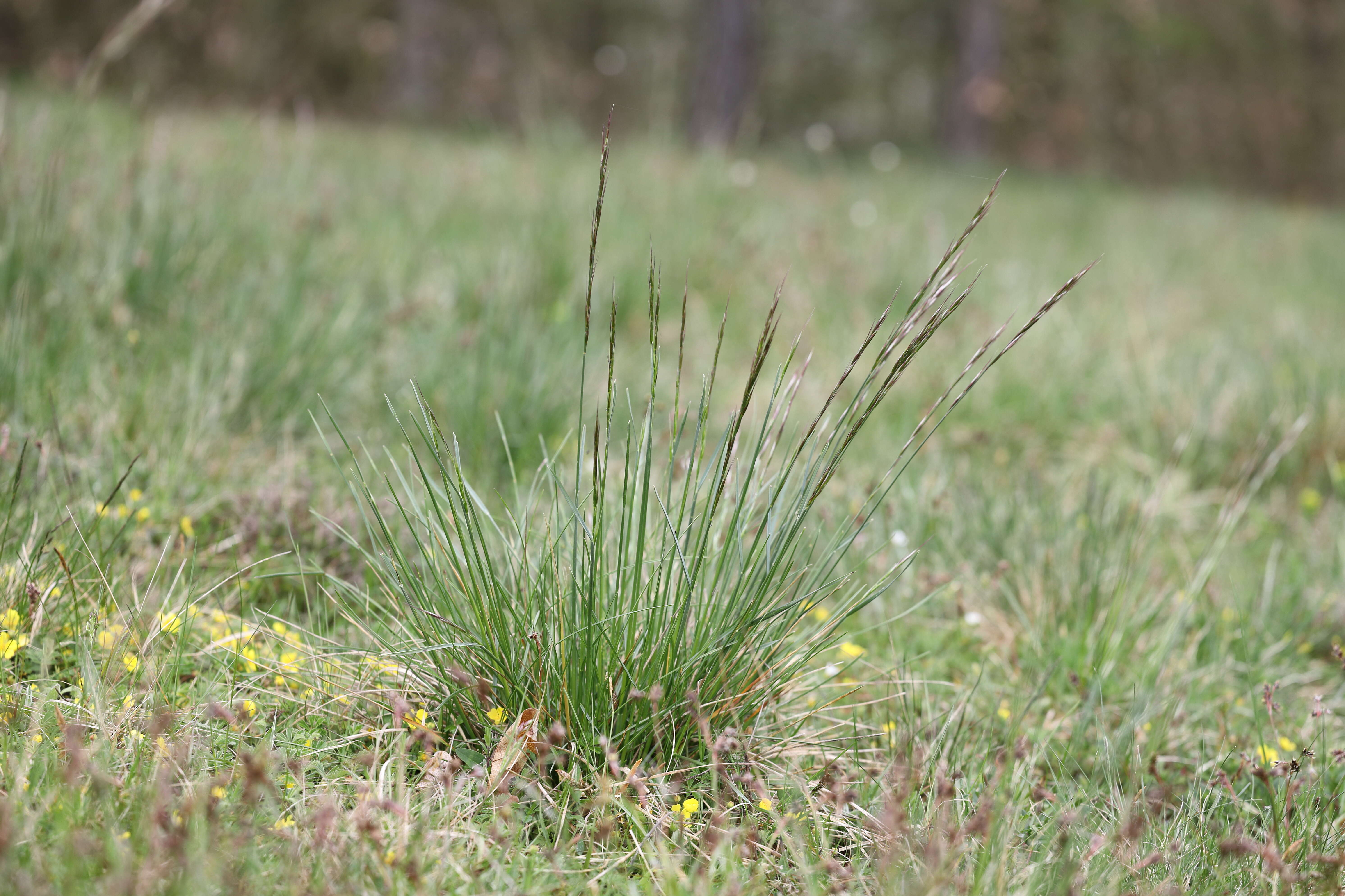 Plancia ëd Helictochloa pratensis (L.) Romero Zarco