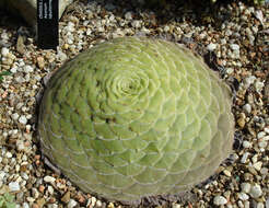 Image of Aeonium tabuliforme