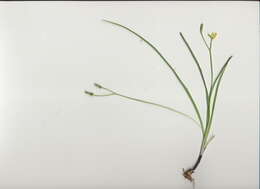 Image of Hypoxis hygrometrica Labill.