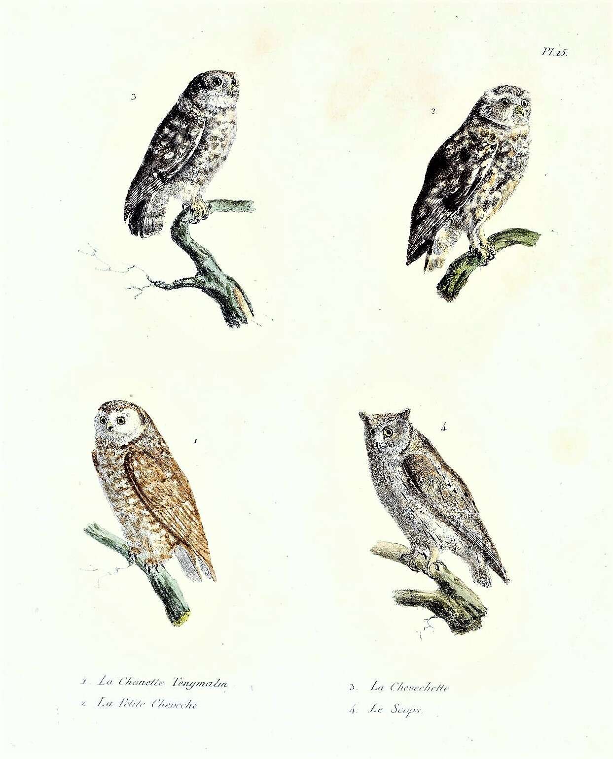 Image of Boreal Owl