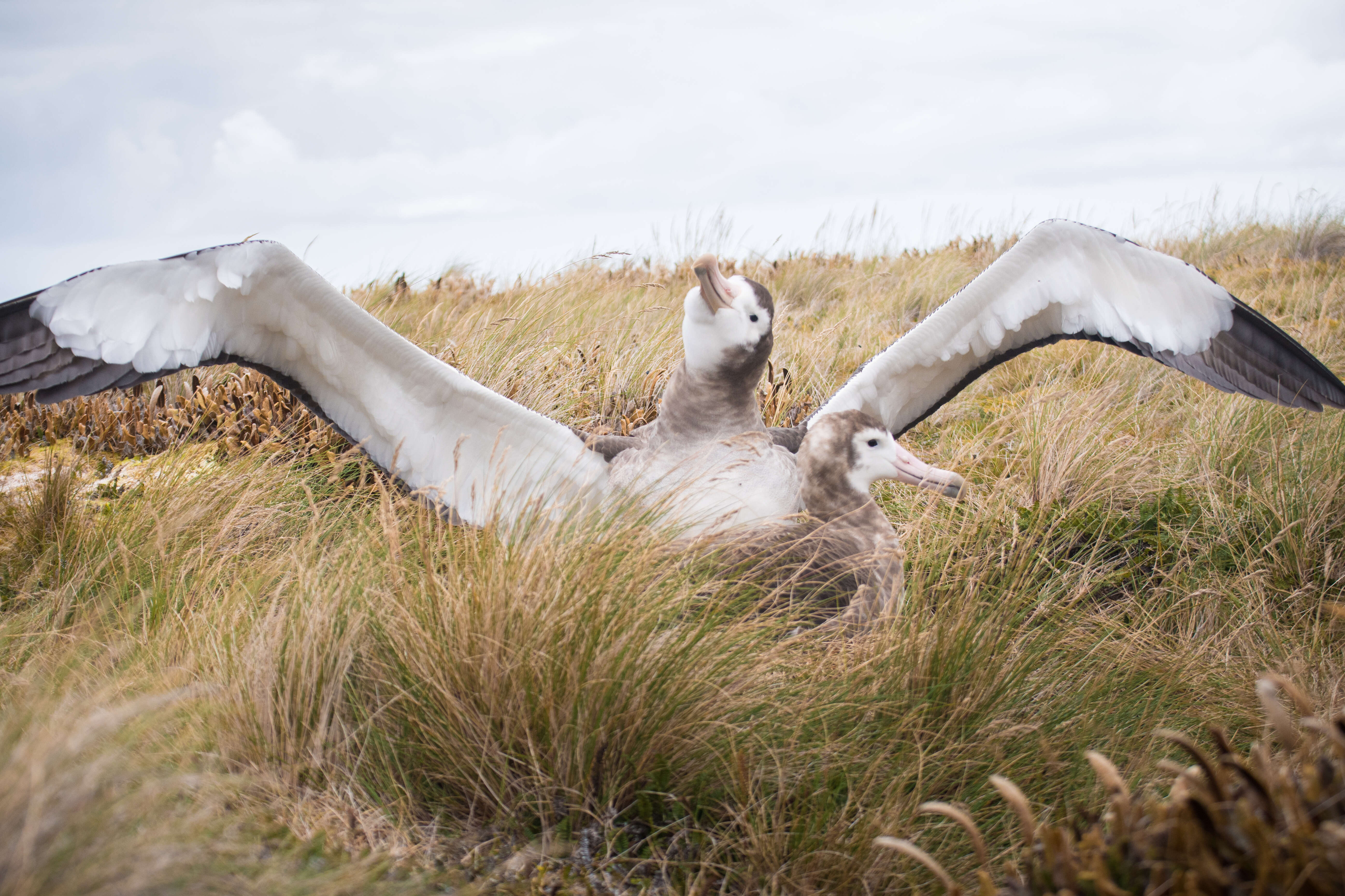 Image of Amsterdam Albatross