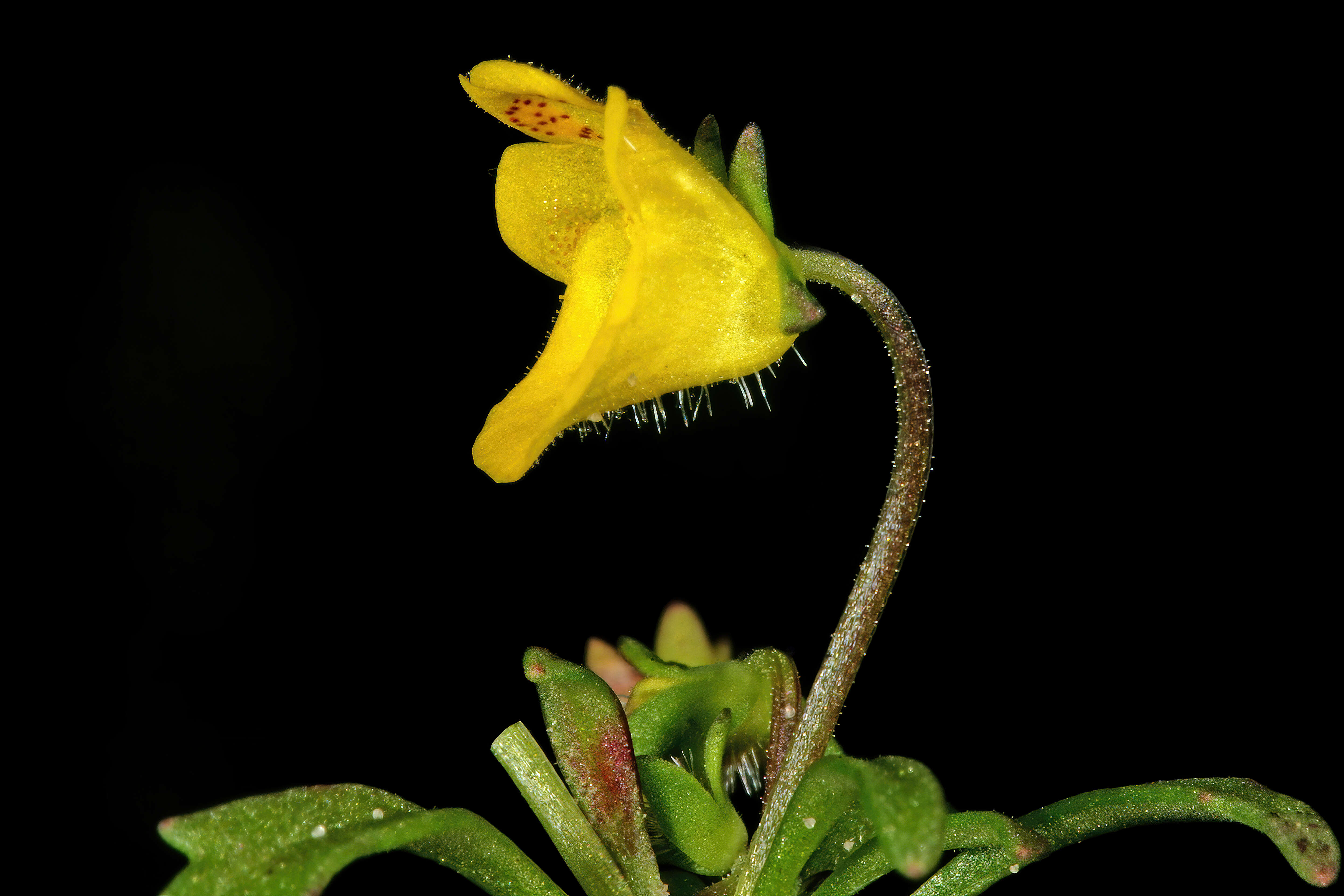 Imagem de Hemimeris sabulosa L. fil.