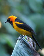 Image of Orange-crowned Oriole