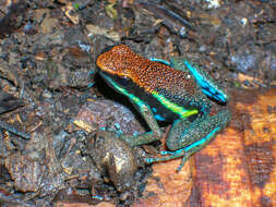 Image of Manu Poison Frog