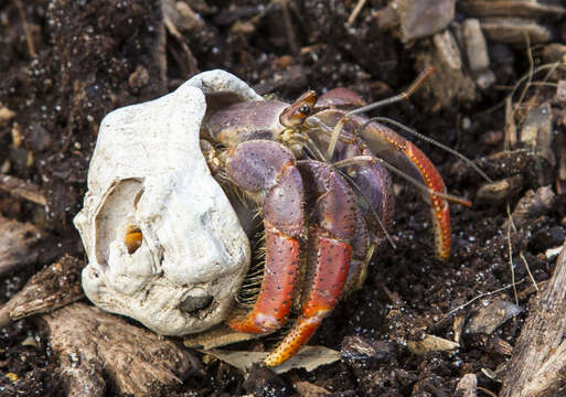 Image of Caribbean hermit crab