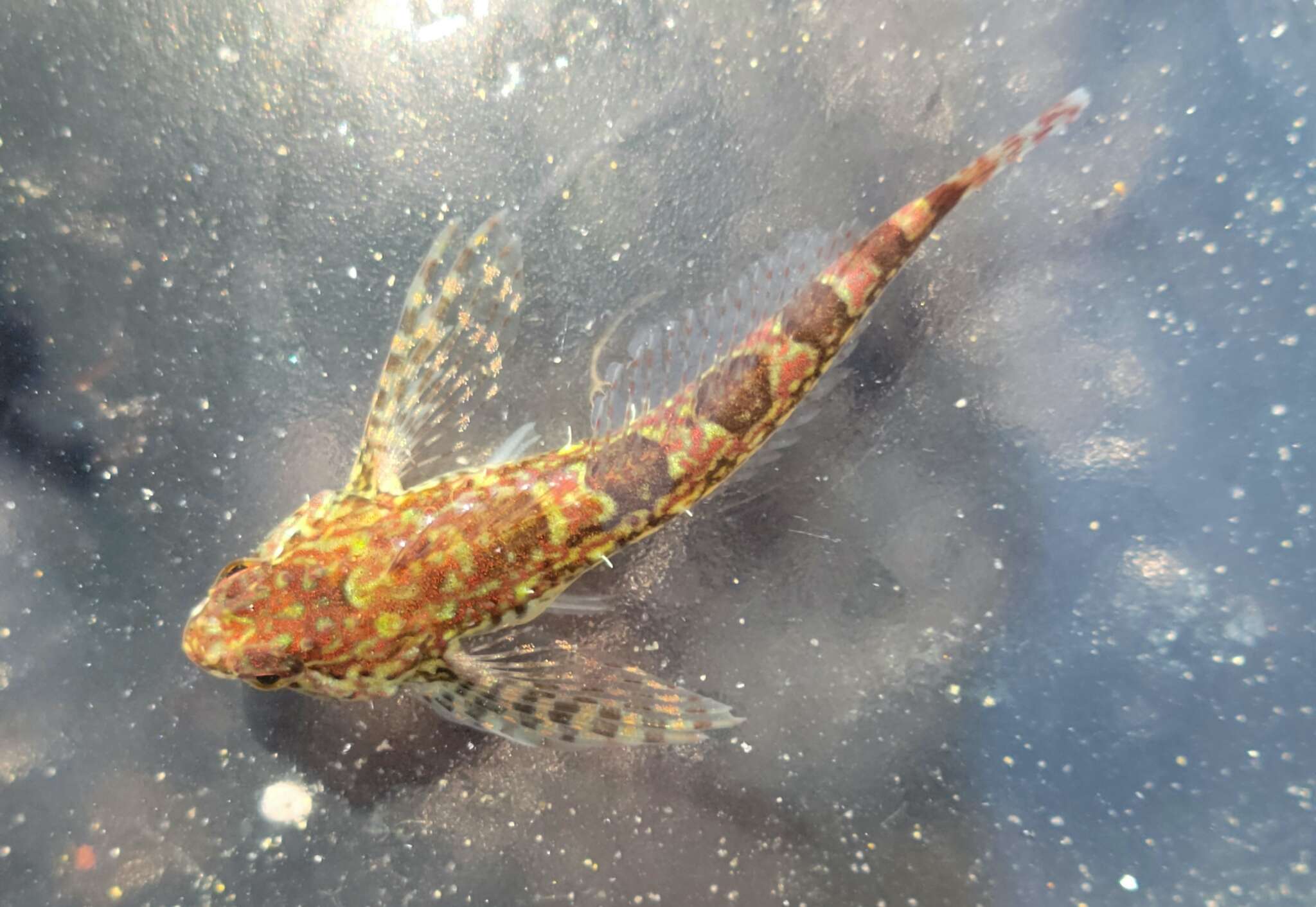 Image of Prickly sculpin