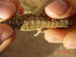 Image of Socorro Island Tree Lizard