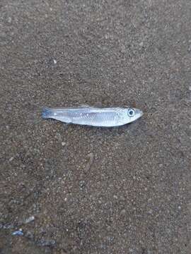 Image of Black and Caspian Sea sprat