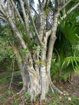 Ficus cotinifolia Kunth的圖片