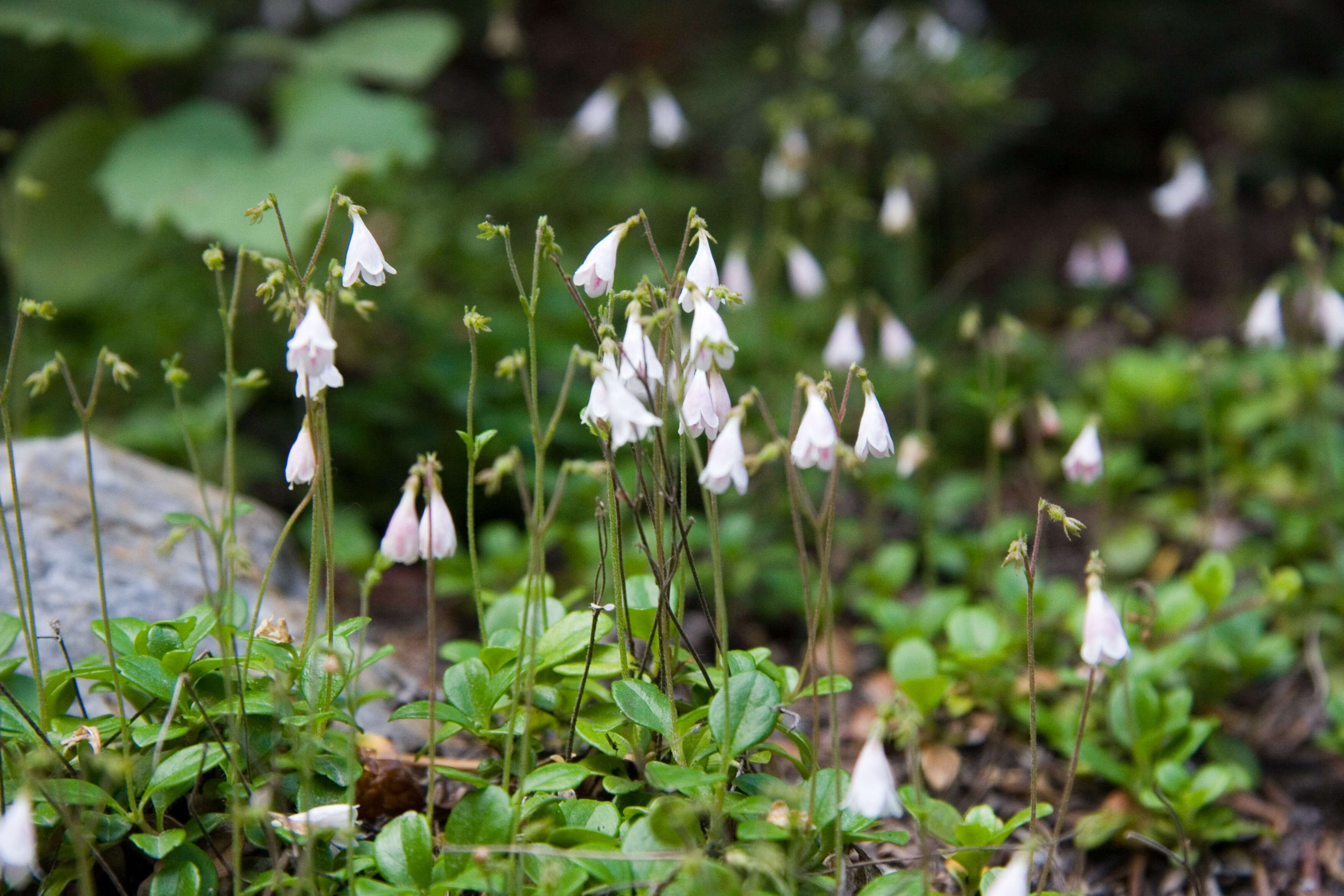 Image of Twinflower