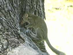 Image of Northern Tree Shrew