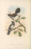 Image of White-bellied Thicket Fantail