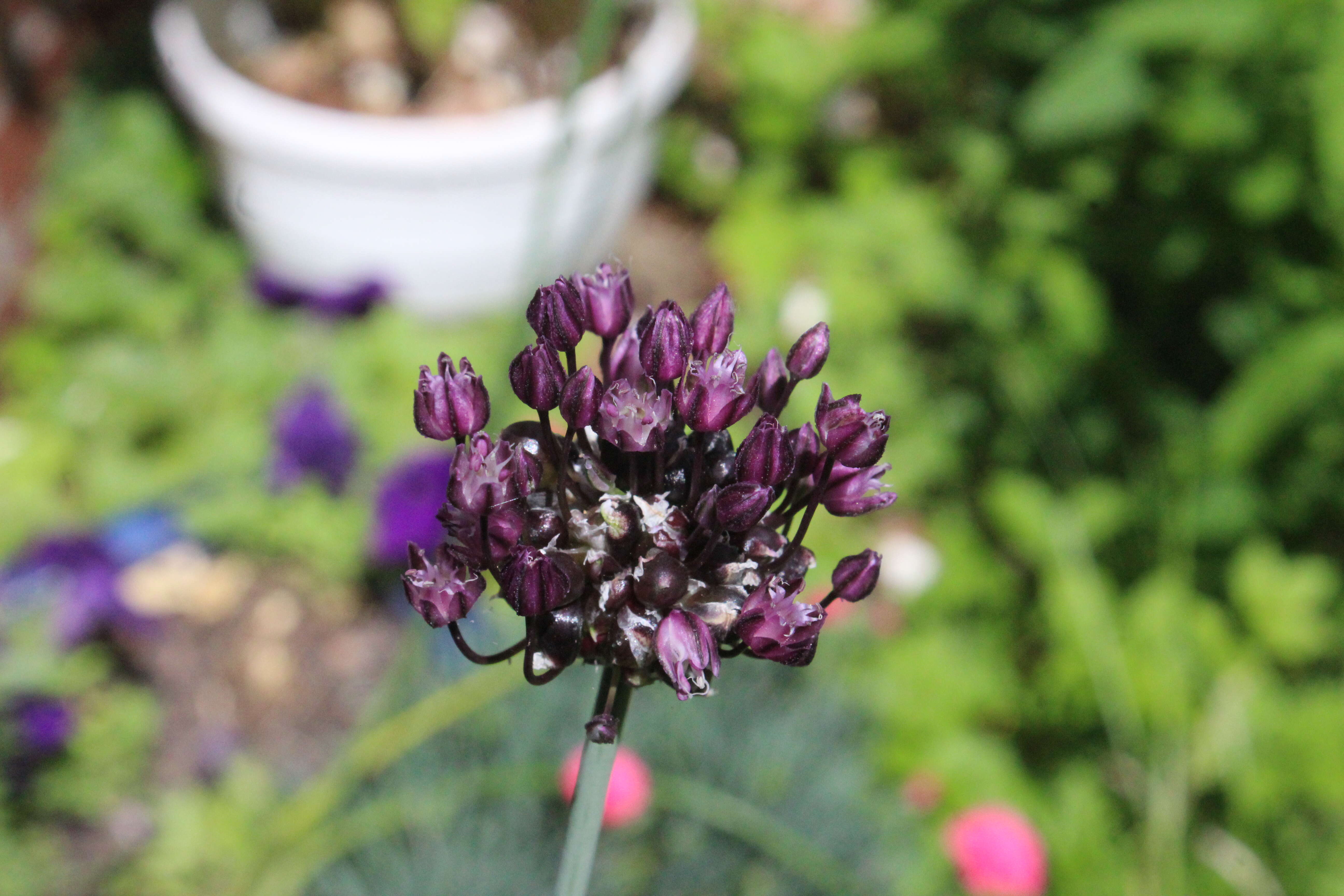 Allium scorodoprasum L.的圖片