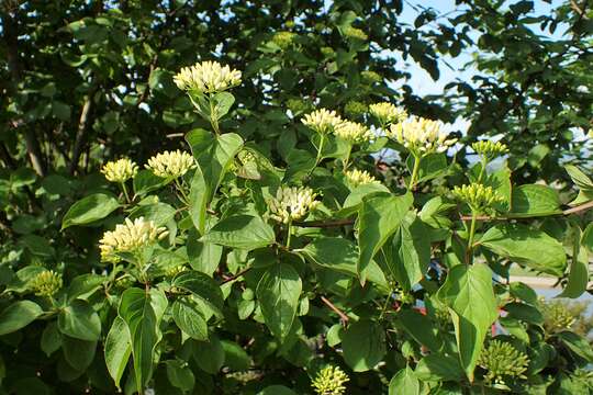 Imagem de Cornus darvasica (Pojark.) Pilip.