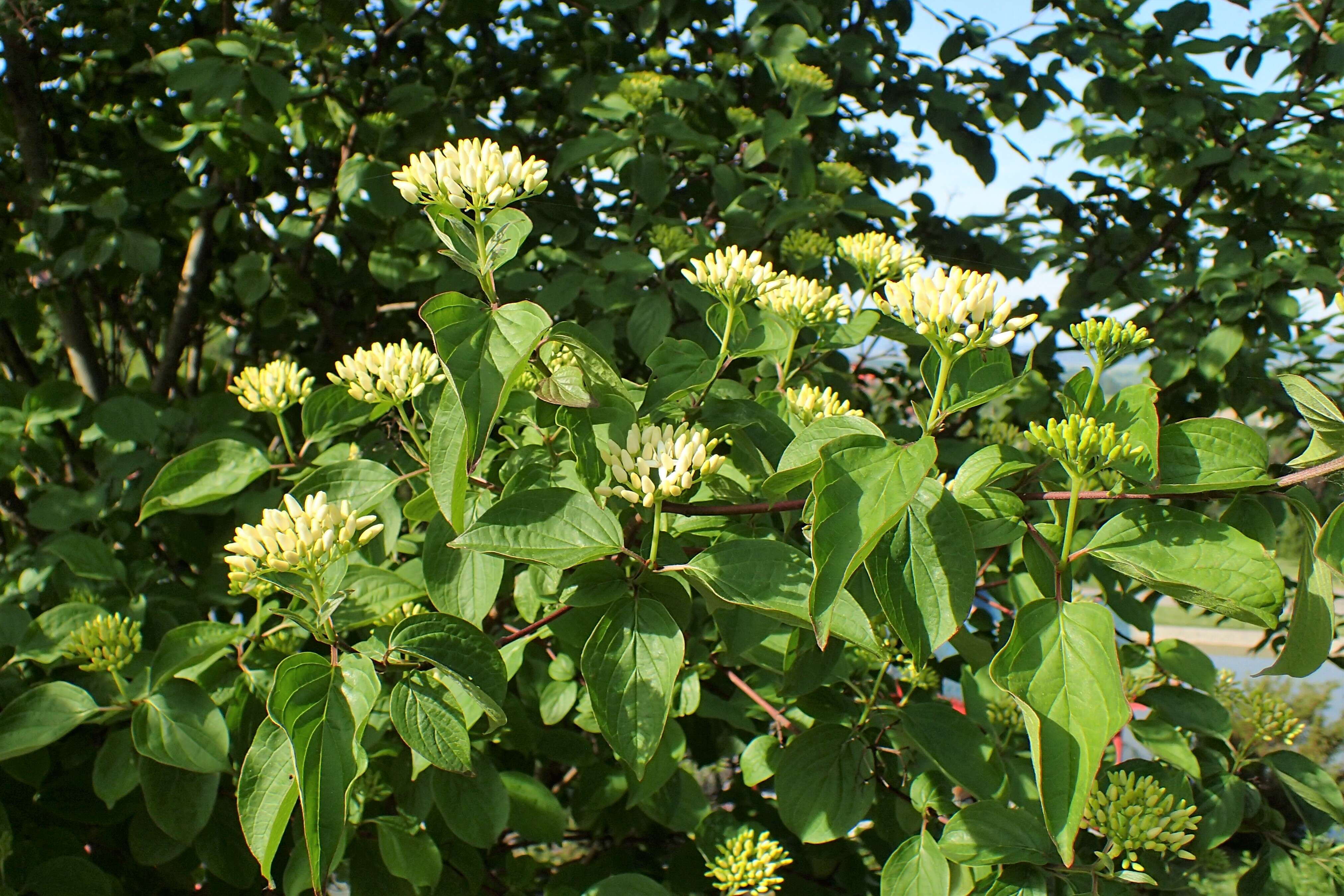 Image of Cornus darvasica (Pojark.) Pilip.