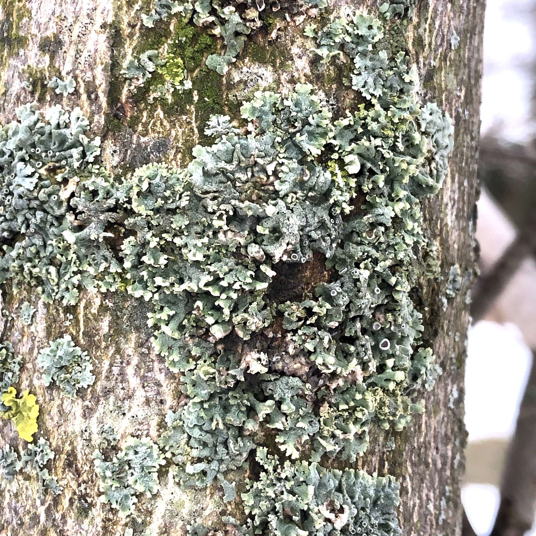 Image of rosette lichen