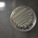 صورة Klebsiella oxytoca