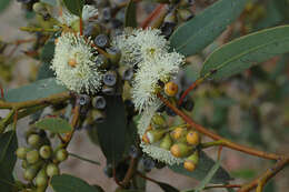 Imagem de Eucalyptus argutifolia P. M. Grayling & M. I. H. Brooker