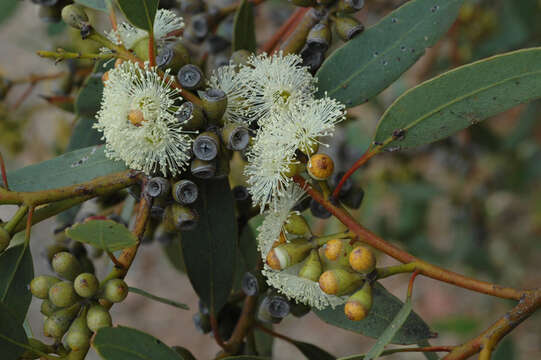 صورة Eucalyptus argutifolia P. M. Grayling & M. I. H. Brooker