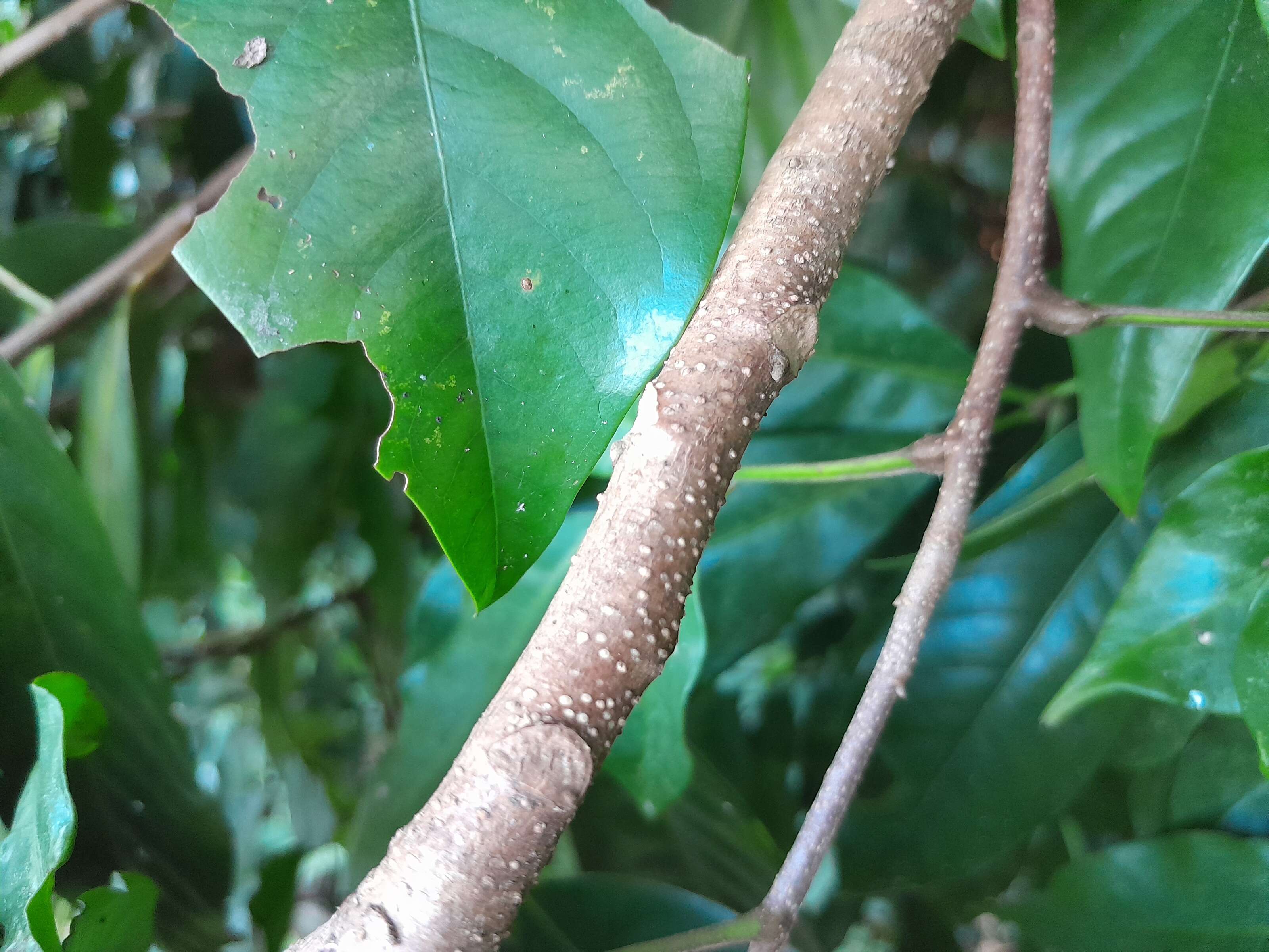 Image de Dysoxylum arborescens (Bl.) Miq.