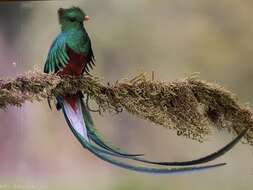 Image of Magnificent Quetzal