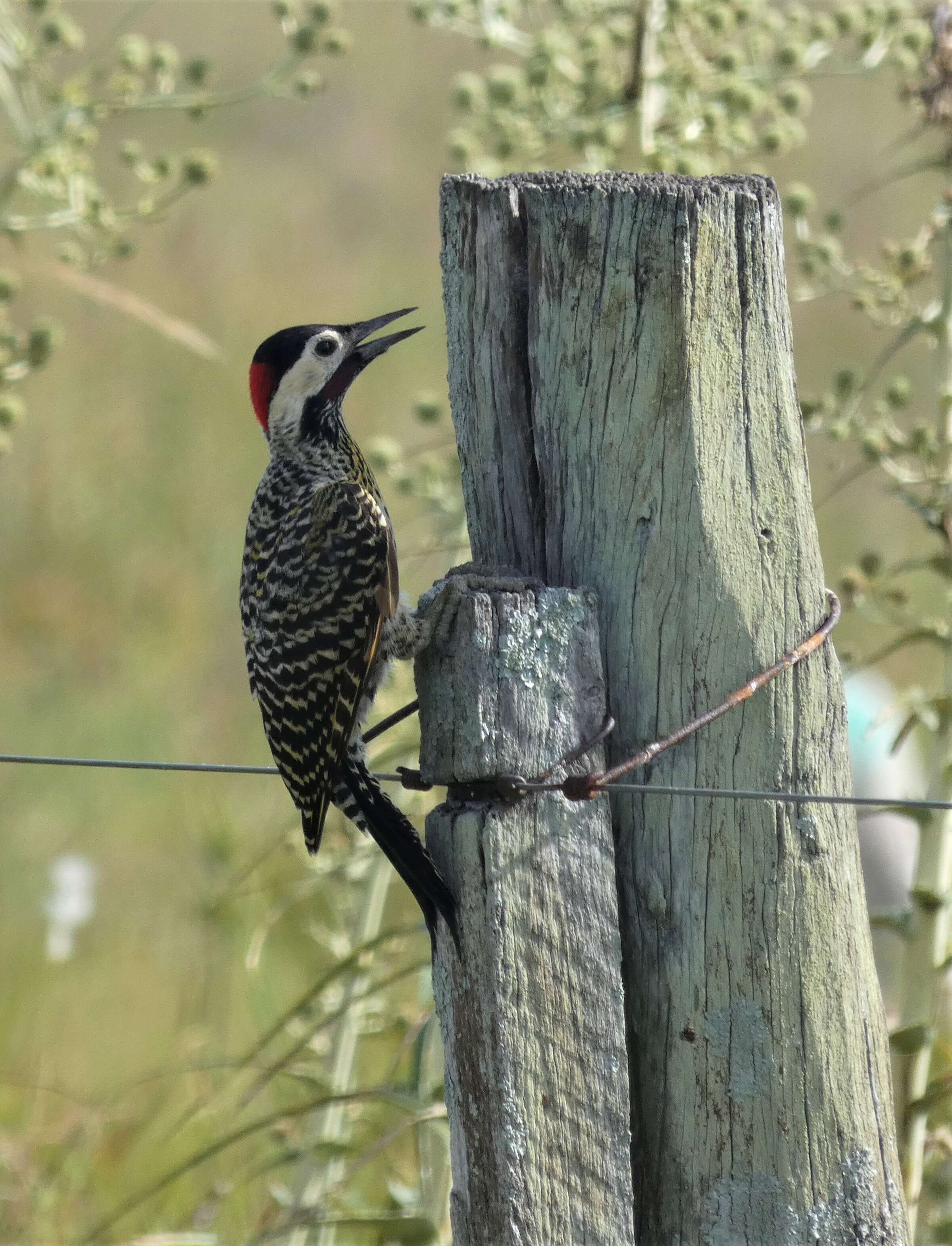 Image of Green-barred Woodpecker