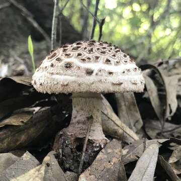 Image of Amanita westii (Murrill) Murrill 1945