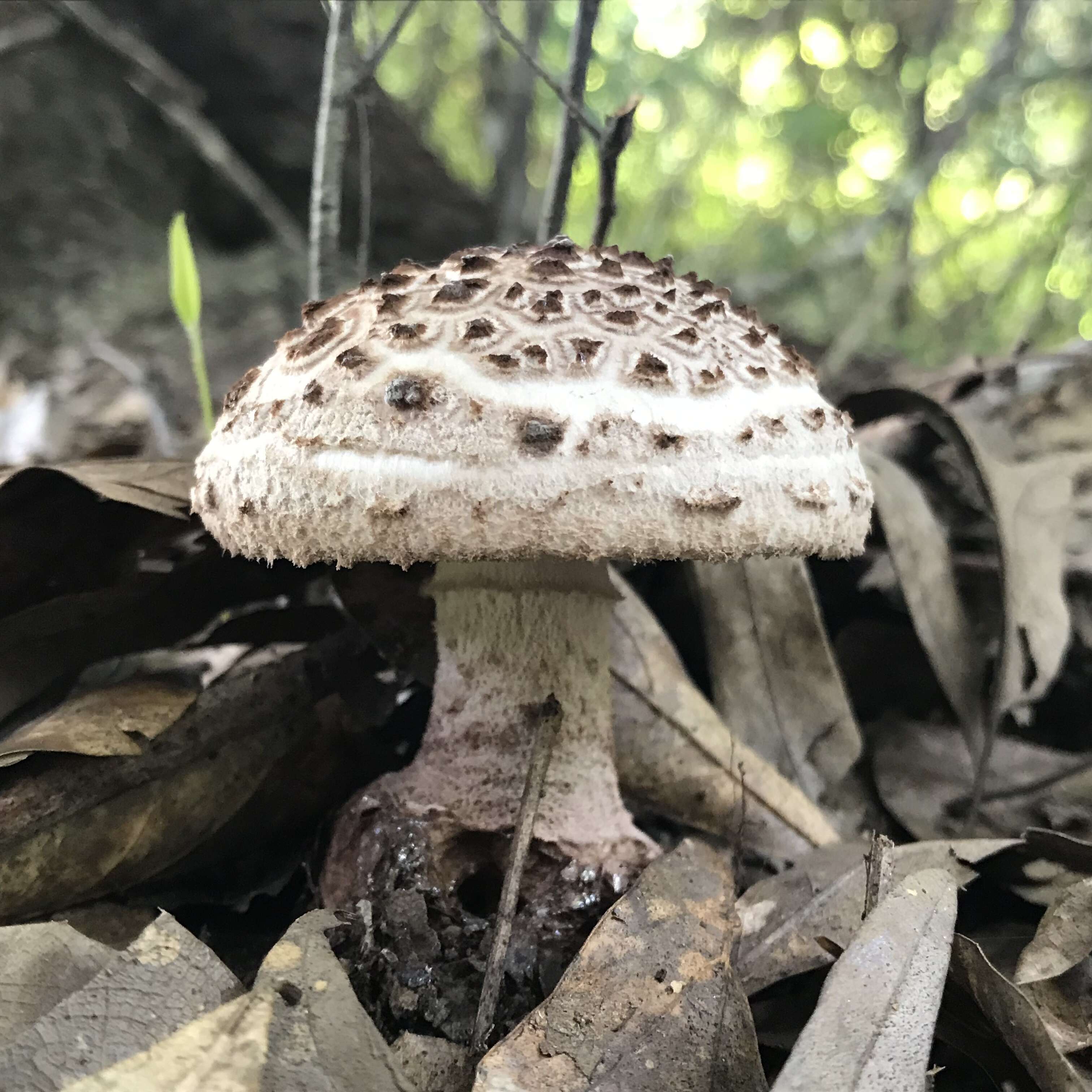 Plancia ëd Amanita westii (Murrill) Murrill 1945