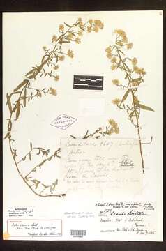 Image of Symphyotrichum leone (Britt.) G. L. Nesom