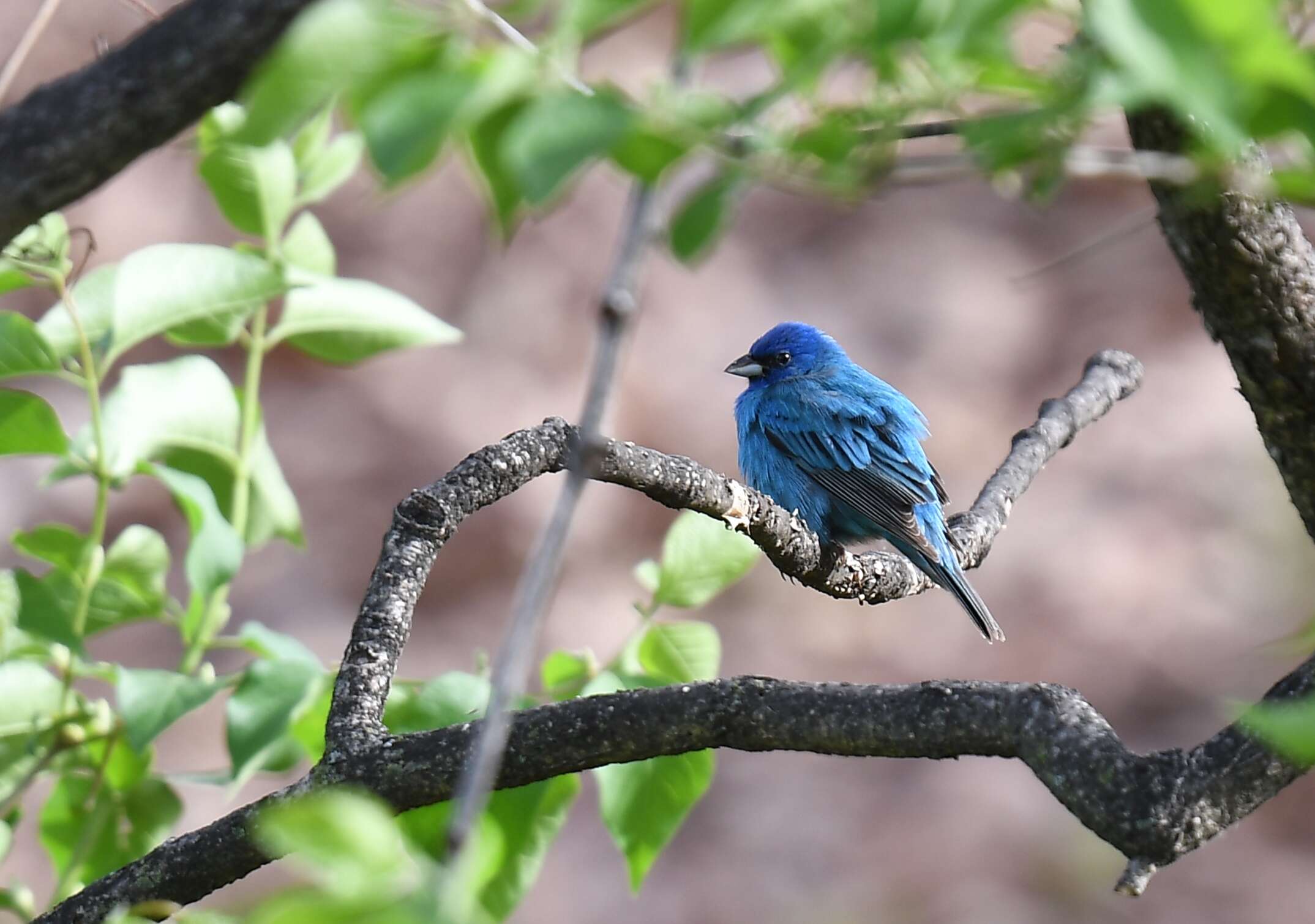 Image of Indigo Bunting