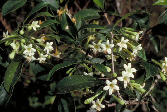 Image de Fagraea fagraeacea (F. Müll.) Druce