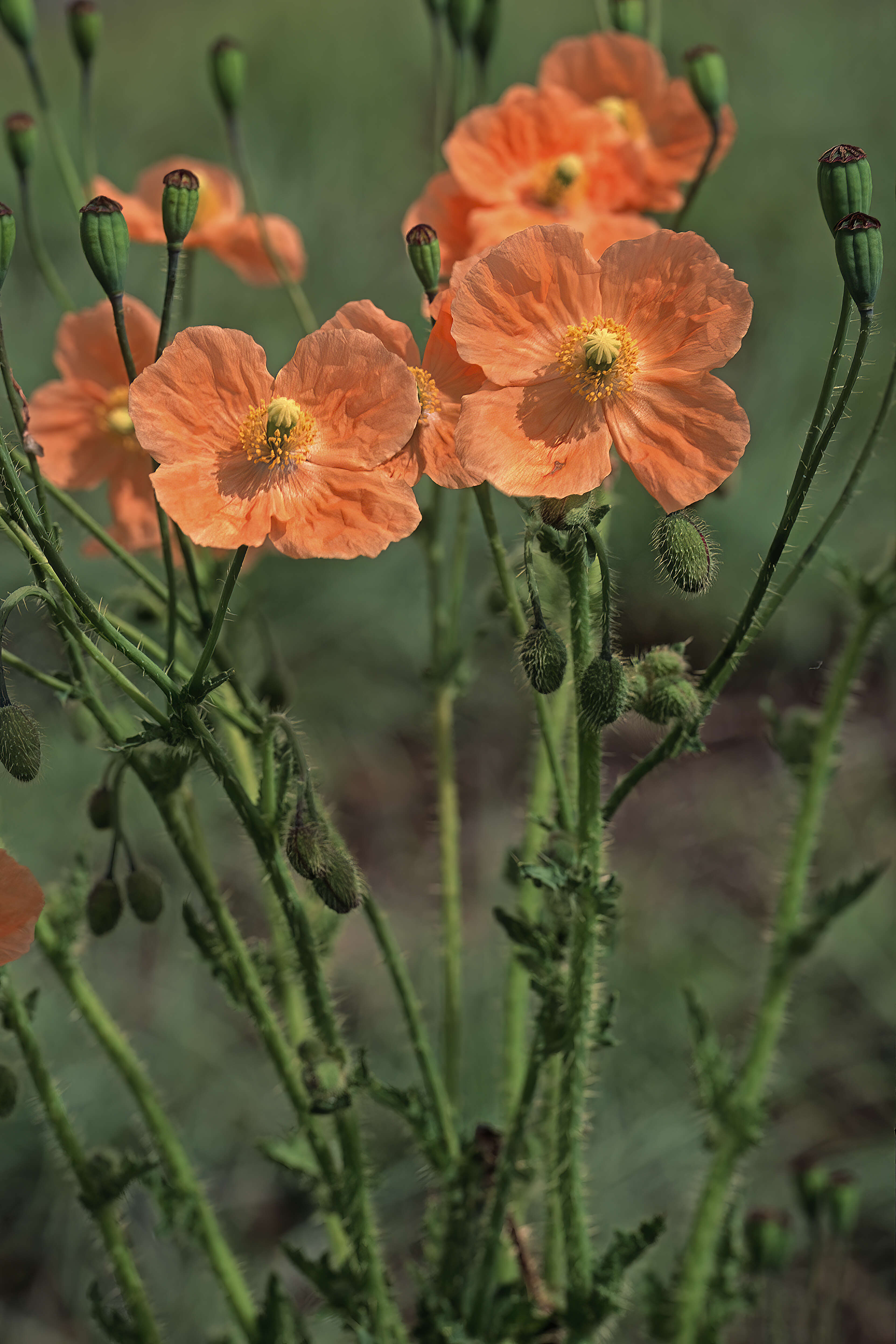 Image of Orange poppy