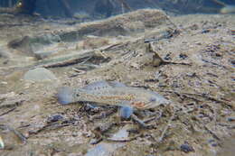 Image of Flinders Ranges%2C Barcoo%2C Or Bulloo Mogurnda