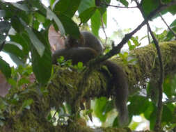 Image of Cooper's Mountain Squirrel