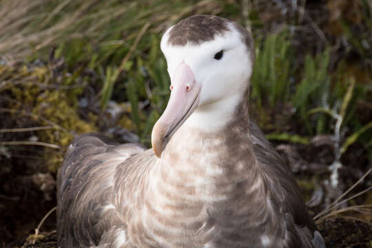 Image of Amsterdam Albatross
