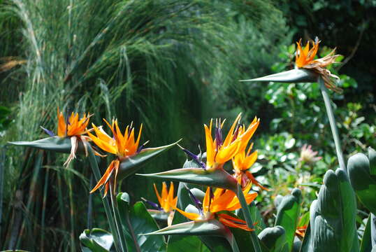 Image of Bird of paradise plant