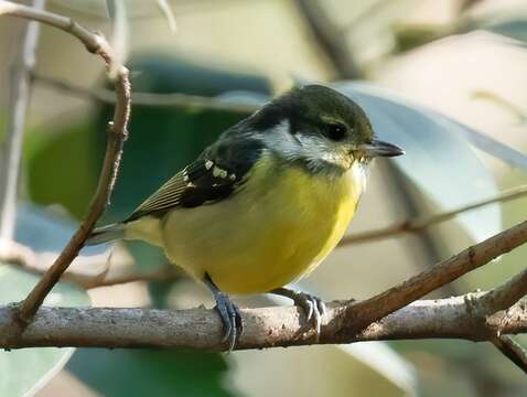 Image of Yellow-bellied Tit