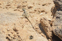 Image of Black agama